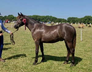 BCPS Breed Show 2021 Photographs 13