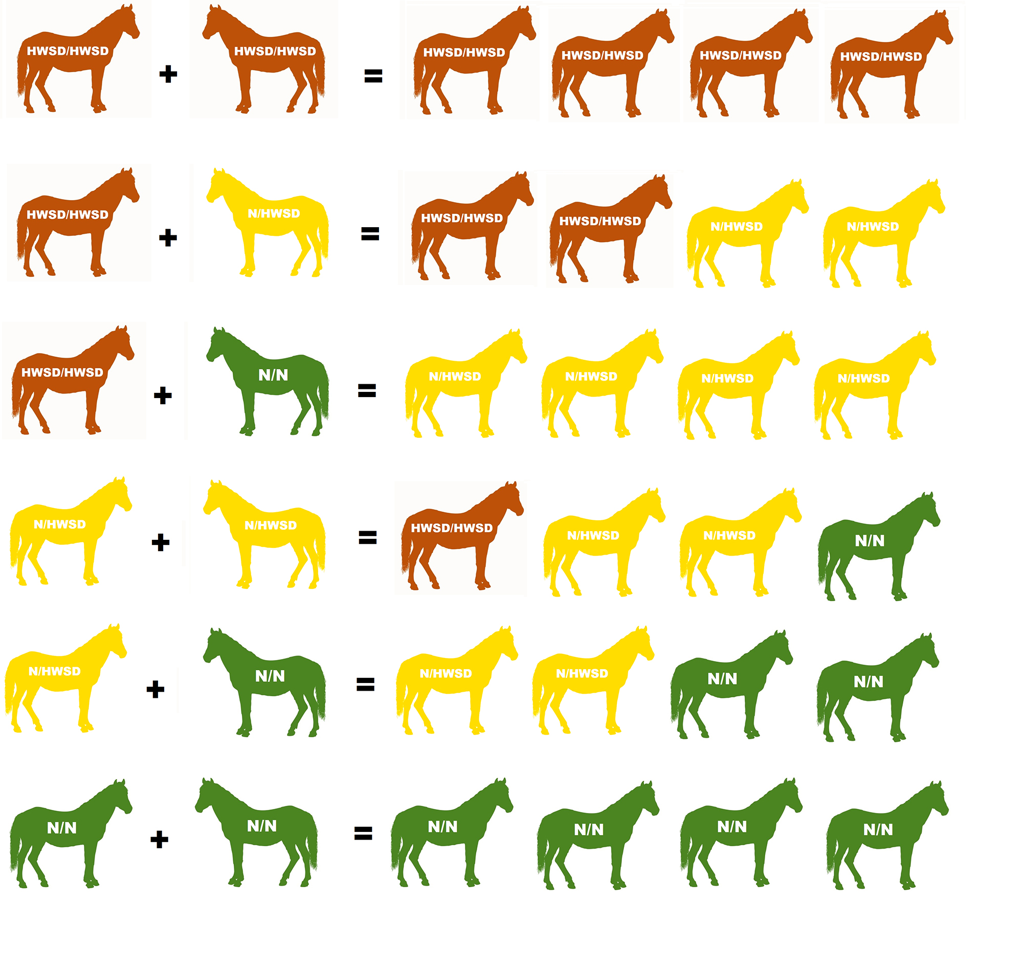 Representation of the four possible outcomes from breeding pairs with different HWSD genetic test results. Affected + affected = affected, affected, affected, affected; Affected + carrier = affected, affected, carrier, carrier; Affected + negative = carrier, carrier, carrier, carrier; Carrier + carrier = affected, carrier, carrier, negative; Carrier + negative = carrier, carrier, negative, negative; Negative + negative = negative, negative, negative, negative.