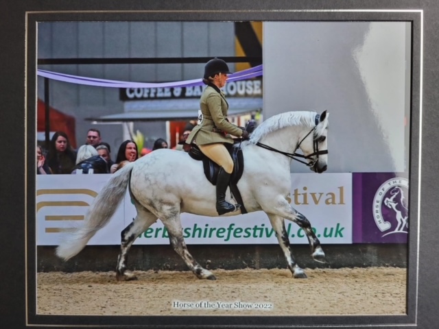 Horse of the Year Show - Connemara Pony of the Year
