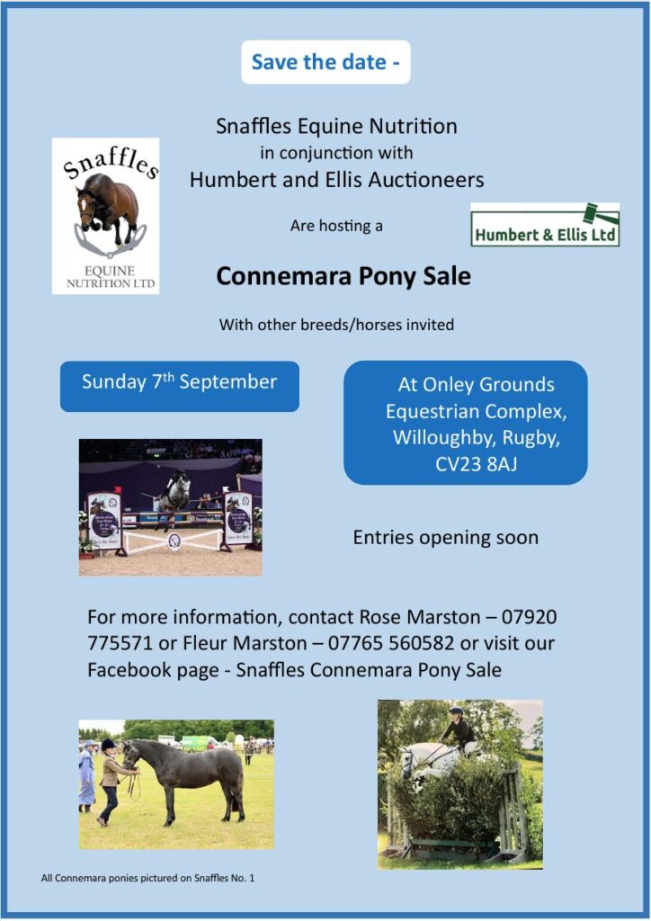 Connemara Pony Sale 07/09/2025