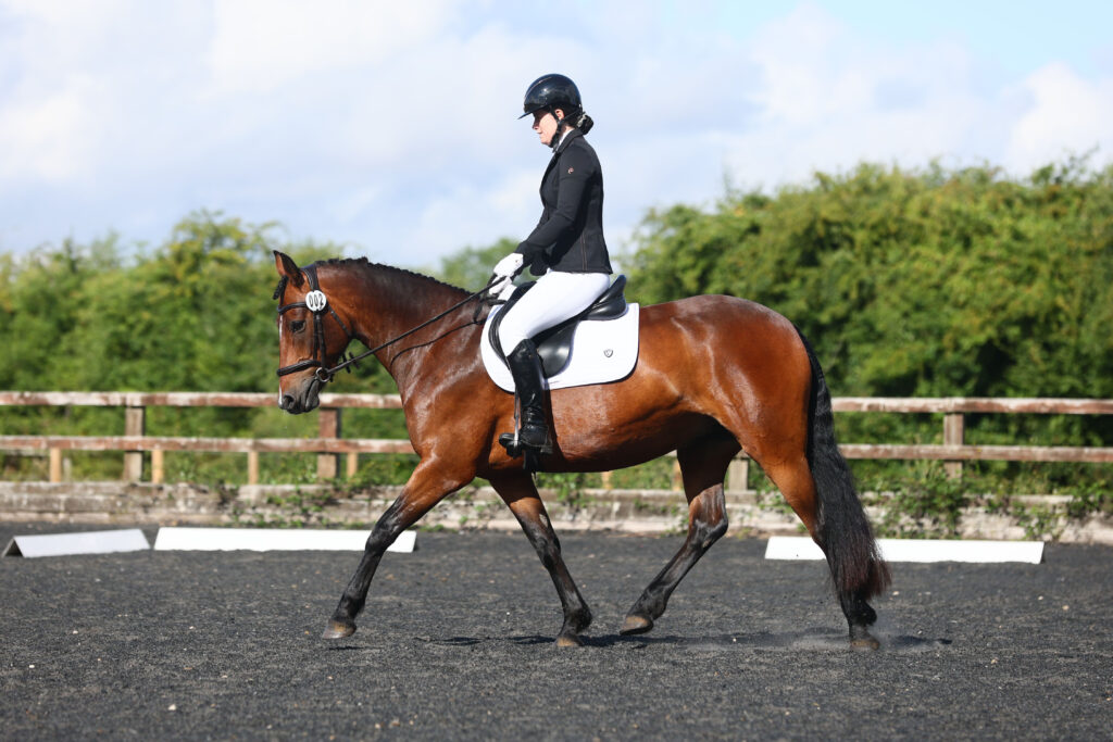 Dressage 7